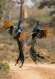 Indian Peafowl in Ranthambore