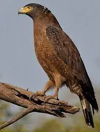 Crested Eagle in Ranthambore