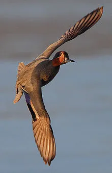 Common Teal in Ranthambore