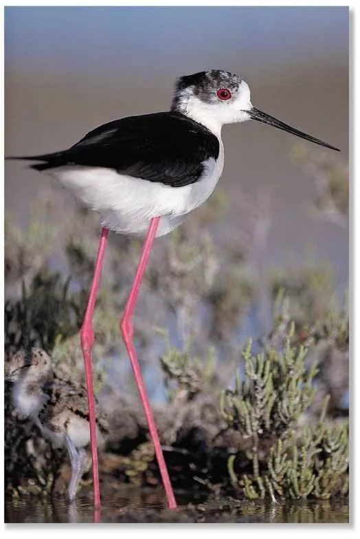 Black-winged Stilt in Ranthambore