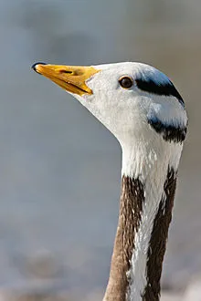 Bar-headed Goose in Ranthambore