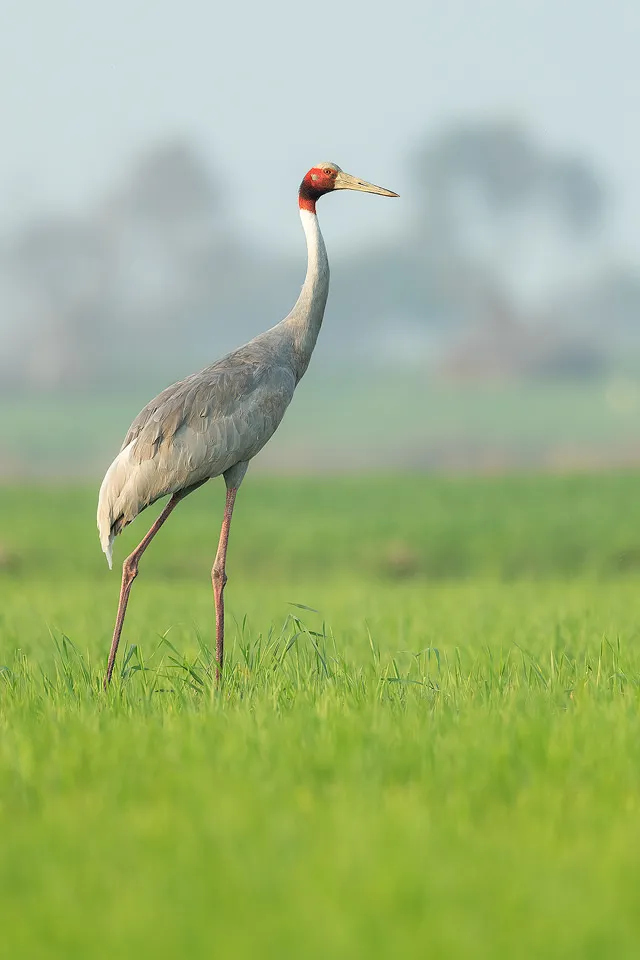 Sarus Crane in Ranthambore