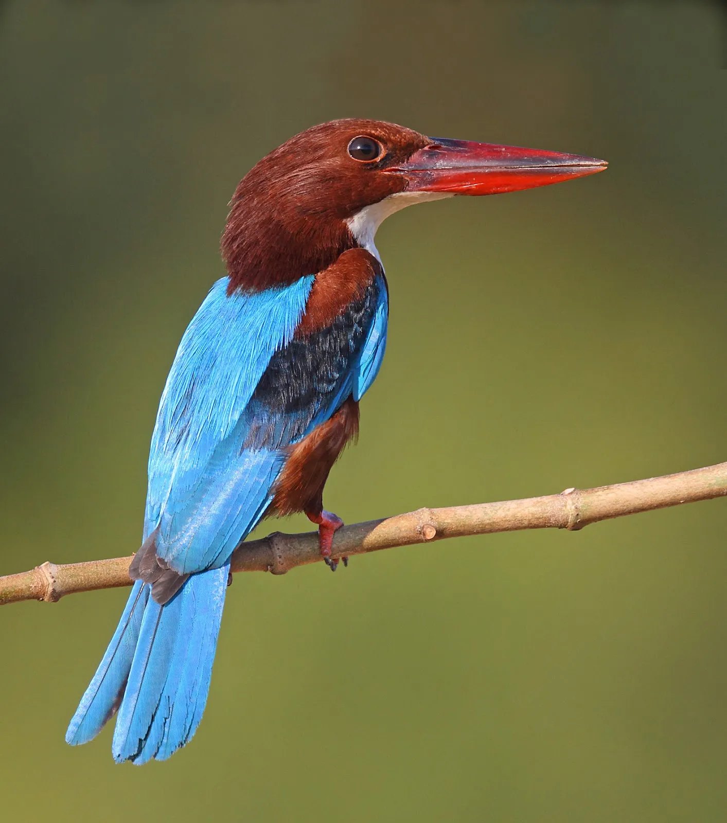 White-throated Kingfisher in Ranthambore