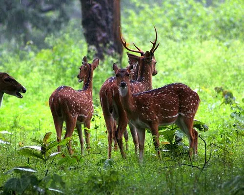 Map of Ranthambore forest area