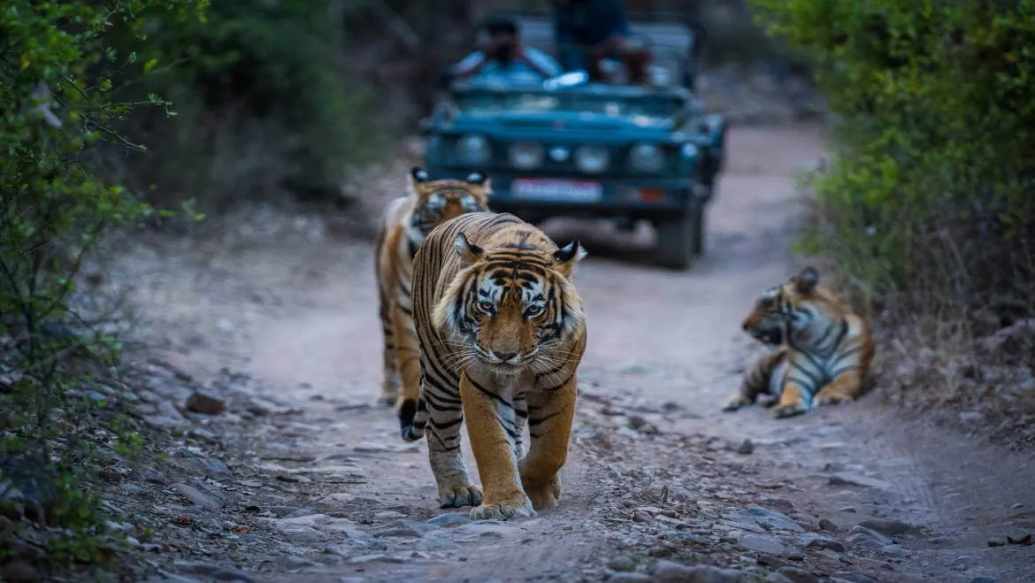 Rivers at Ranthambore