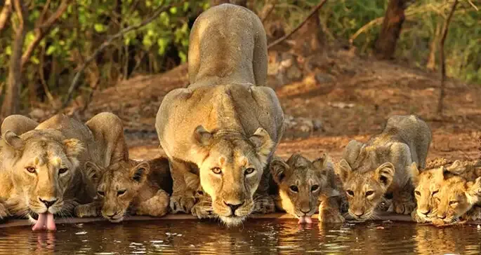 Tigers area of Ranthambore