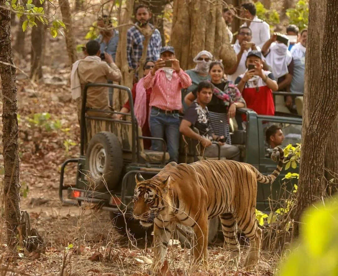 Forest area of Ranthambore