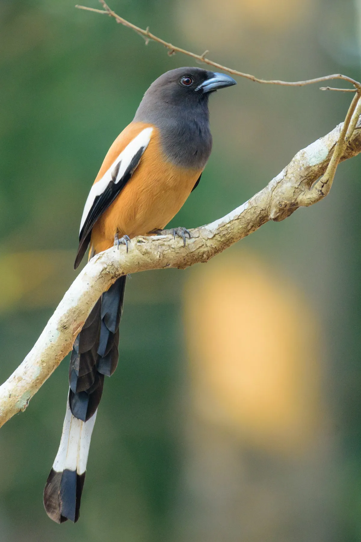 Rufous Treepie in Ranthambore