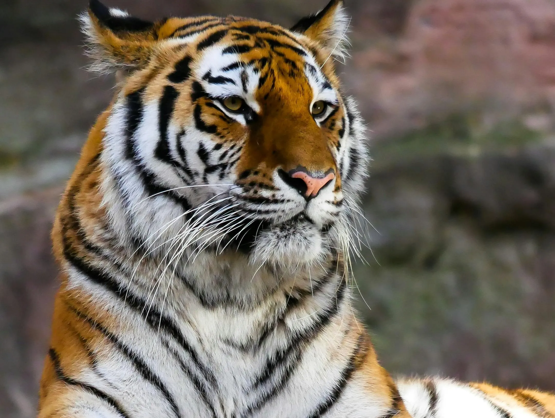 Explore Tiger Reserves: Rajasthan & National Parks in India