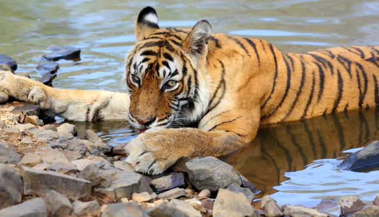 Explore Tiger Reserves: Rajasthan & National Parks in India